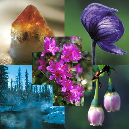 Alaska Essence™ Formulas
